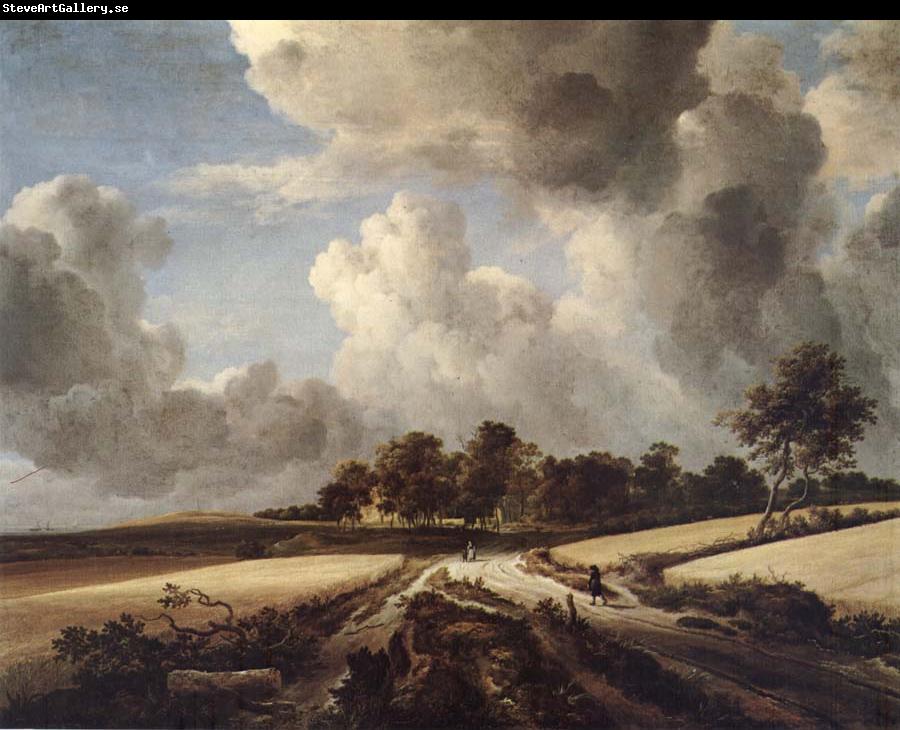 RUISDAEL, Jacob Isaackszon van Wheatfields